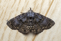 Diomea diffusifascia