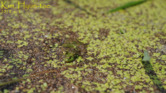Pelophylax chosenicus