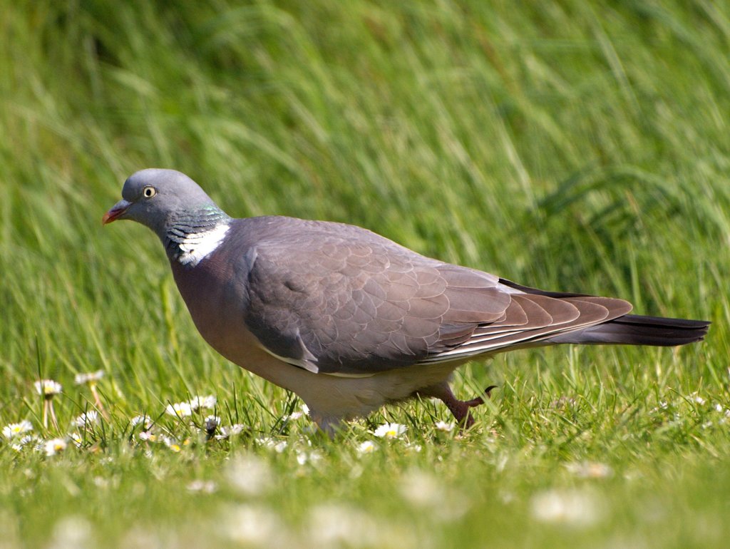 Wood Pigeon (Birds of Germany) · iNaturalist