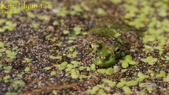 Pelophylax chosenicus