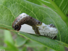 Acontia margaritata