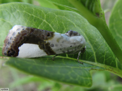 Acontia margaritata