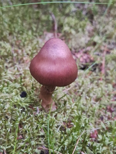 red-banded webcap