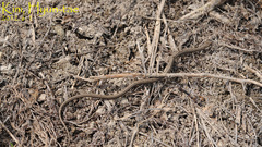 Oocatochus rufodorsatus