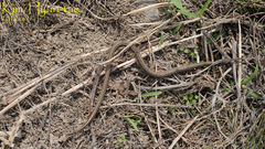 Oocatochus rufodorsatus