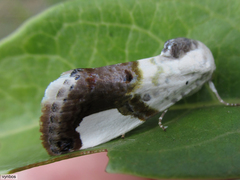Acontia margaritata