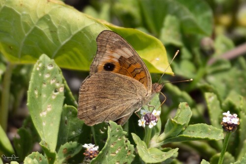 West Indian Mangrove Buckeye