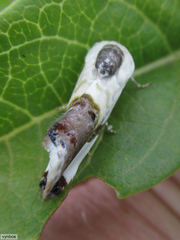 Acontia margaritata