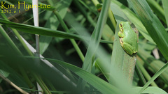 Hyla japonica