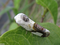 Acontia margaritata