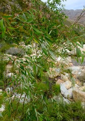 Salix mucronata
