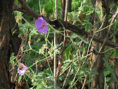 Geranium incanum