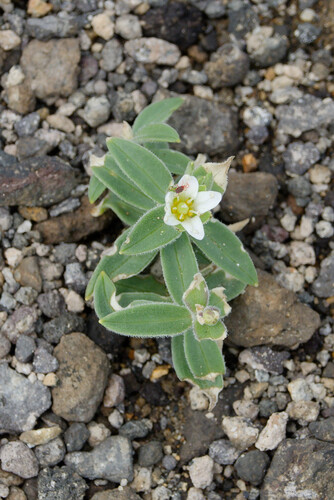 Arenaria merckioides iNat (3)