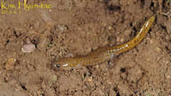 Hynobius leechii