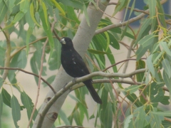 Bubalornis albirostris