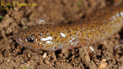 Hynobius leechii
