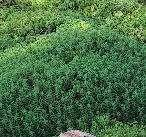Common Haircap Moss