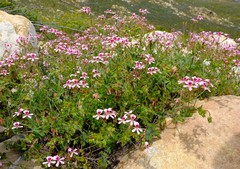 Pelargonium patulum