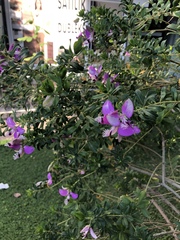 Polygala myrtifolia