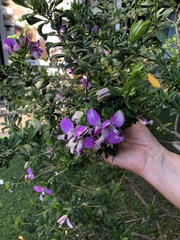 Polygala myrtifolia