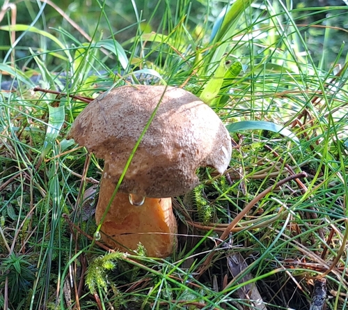Velvet Bolete