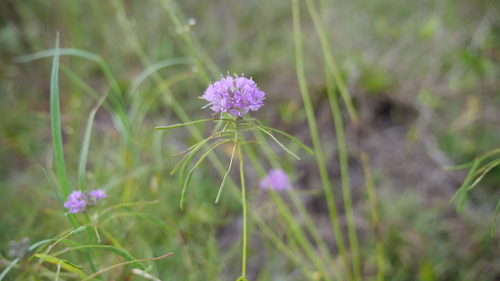Image of Warea amplexifolia by (c) Valerie Anderson, some rights reserved (CC BY)