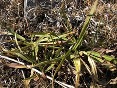 Kyhosia bolanderi