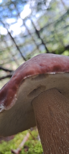 King Bolete