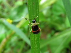 Paratriarius adonis