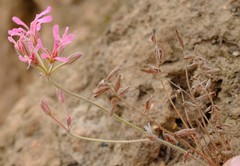 Pelargonium trifoliolatum