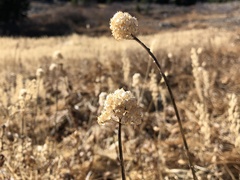 Triantha occidentalis