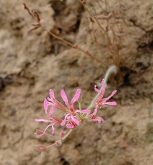 Pelargonium trifoliolatum