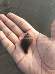 Volegalea cochlidium