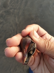 Volegalea cochlidium