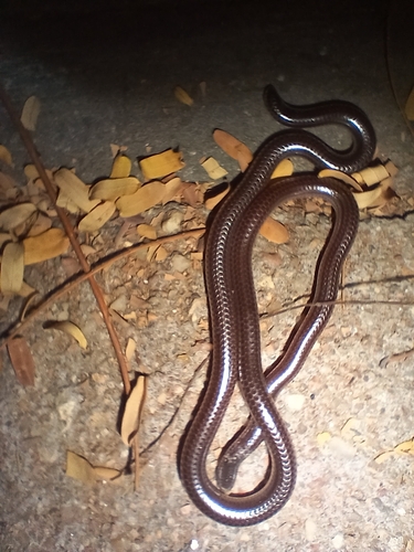Damara Thread Snake