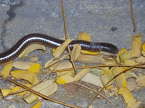 Damara Thread Snake