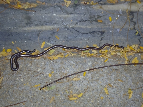 Damara Thread Snake