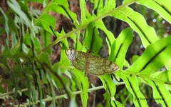 Haritalodes
