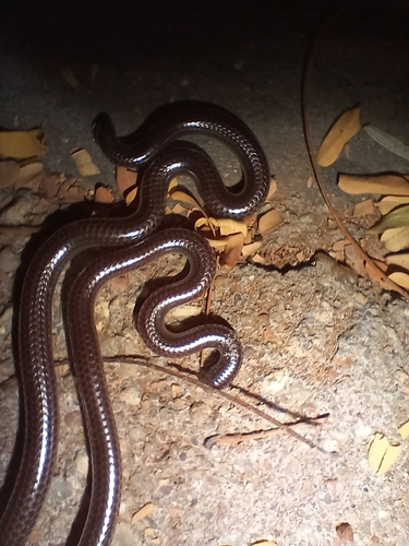 Damara Thread Snake