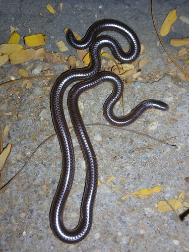 Damara Thread Snake
