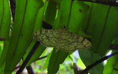 Haritalodes