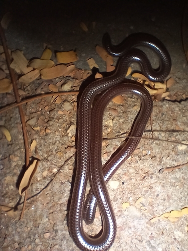 Damara Thread Snake