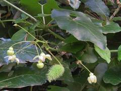 Pergularia daemia daemia