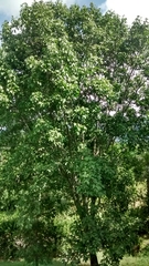 Melicoccus bijugatus