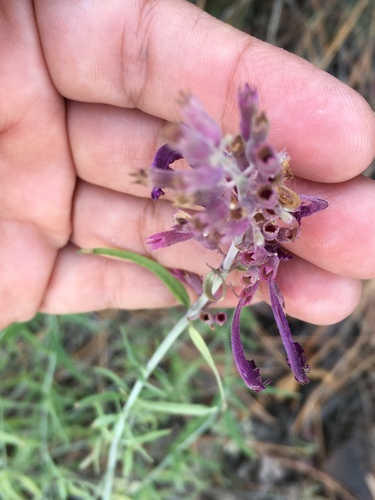 Agastache des rochers