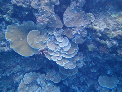 Montipora capitata