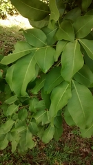 Melicoccus bijugatus