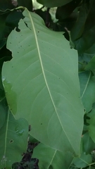 Melicoccus bijugatus