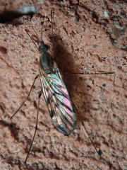 Sylvicola fenestralis