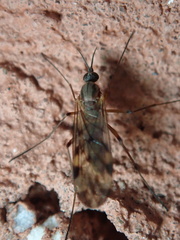 Sylvicola fenestralis